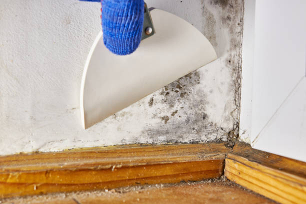  , USA Mold Removal Pros